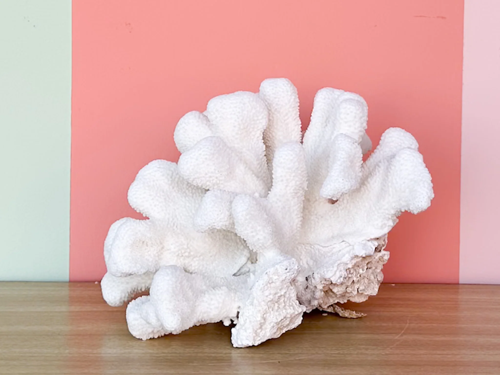 Cats Paw Coral - Image 2