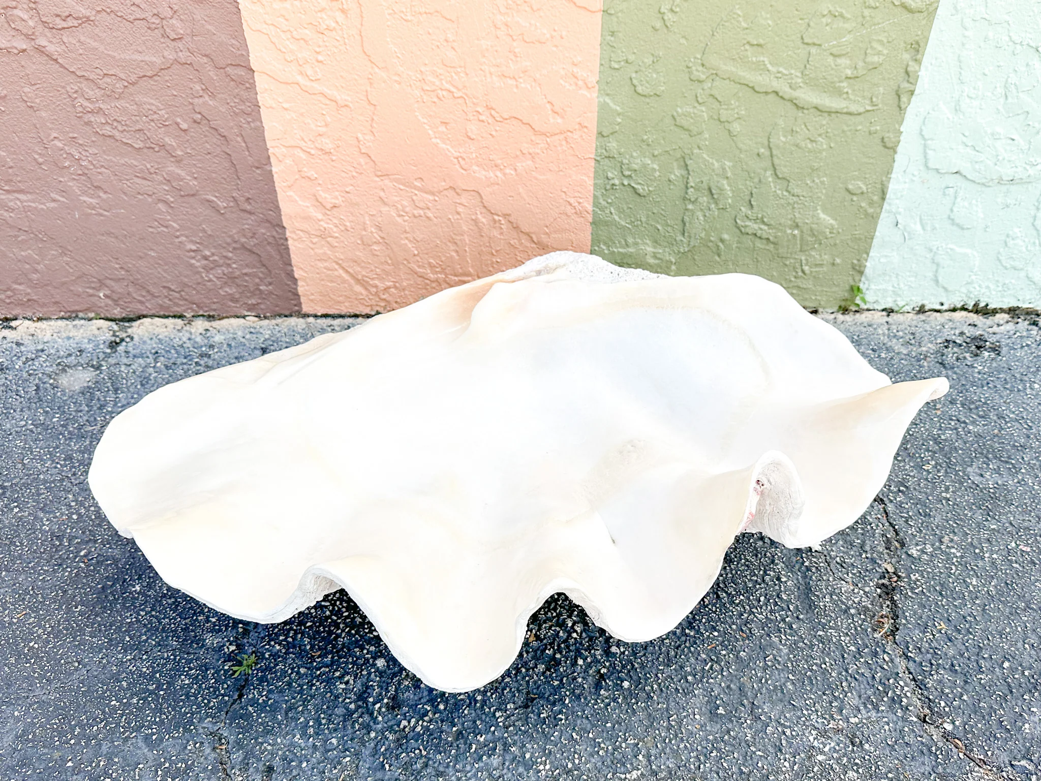 Huge Natural Clam Shell - Image 2