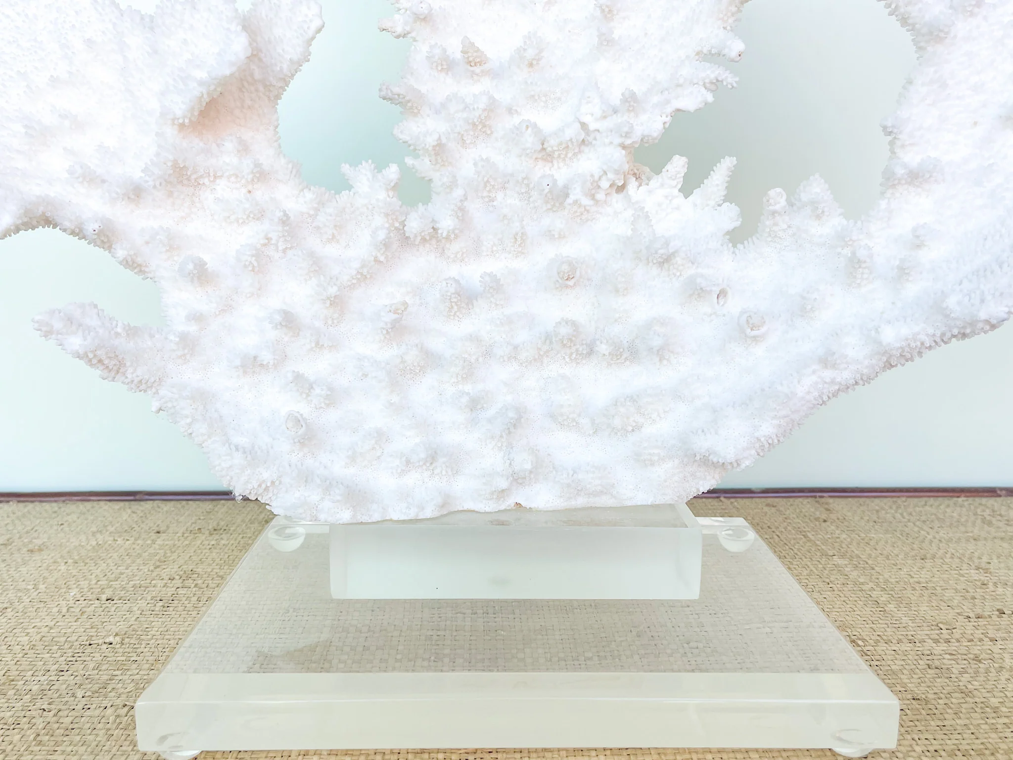Large Cream Coral on Lucite - Image 7