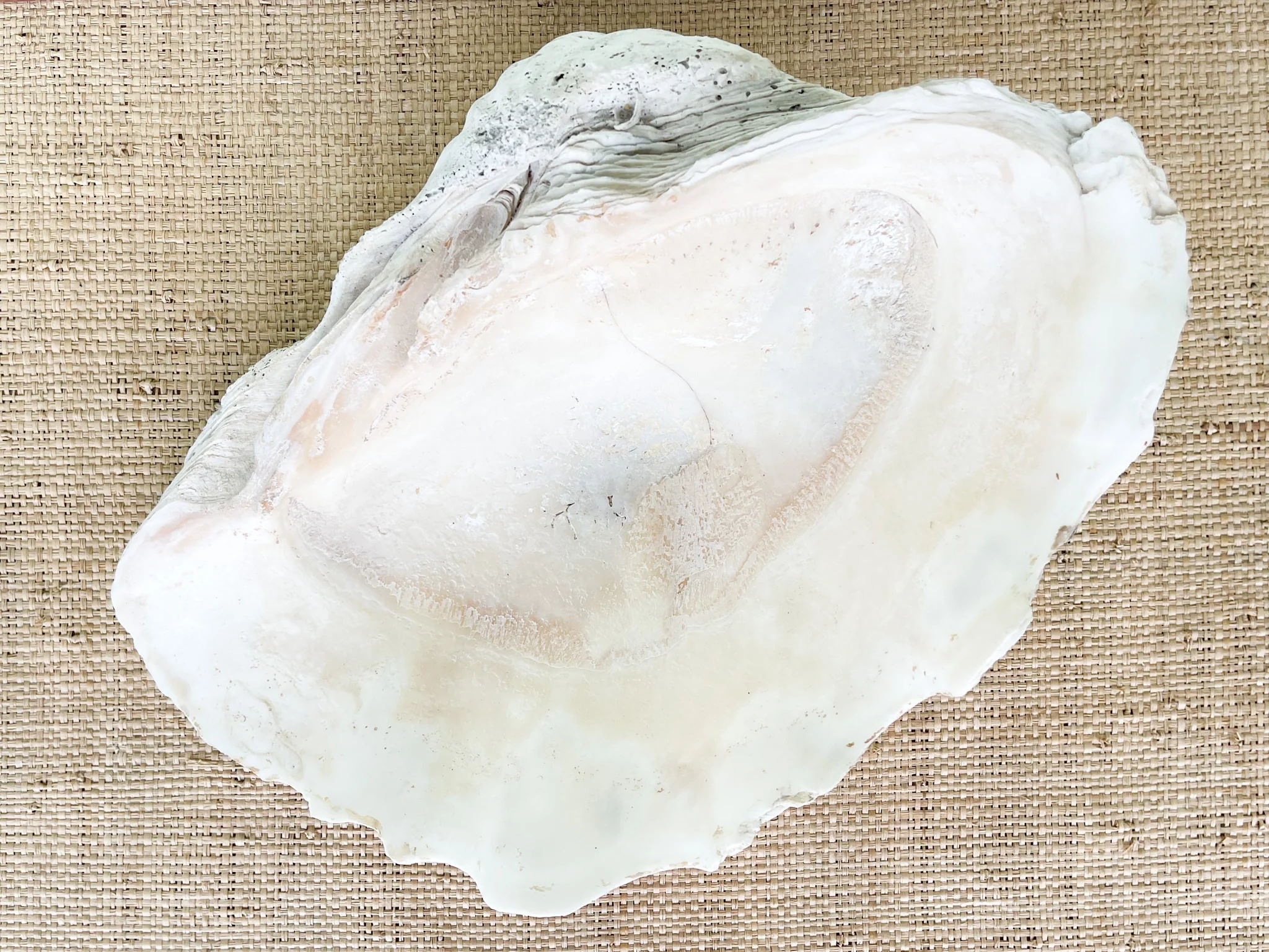 Kips Bay Show House Natural Clam Shell - Image 5