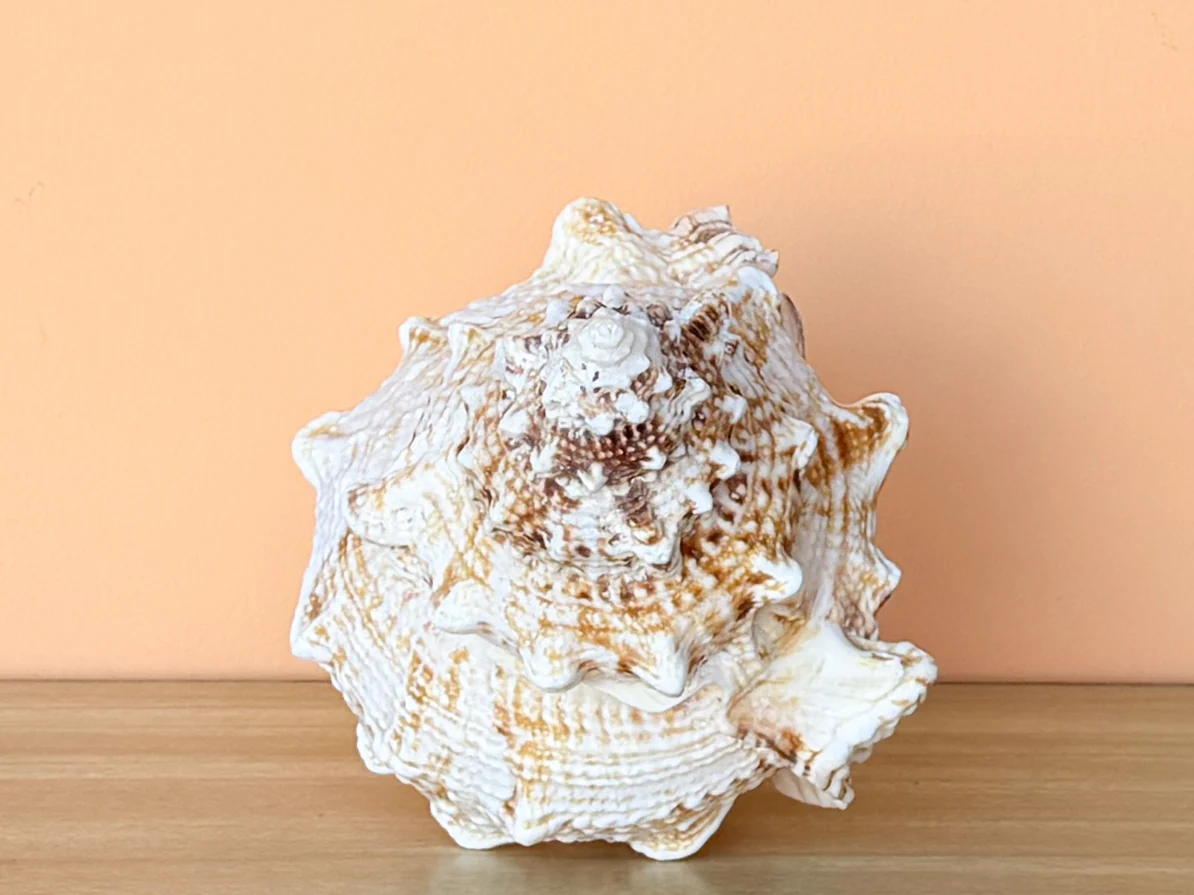 Kips Bay Show House Lampas Frog Shell - Image 3