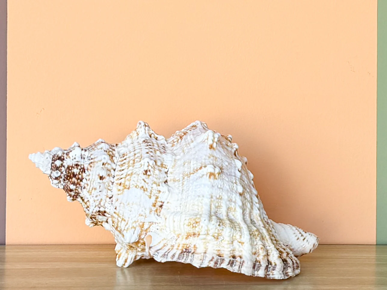 Kips Bay Show House Lampas Frog Shell - Image 7