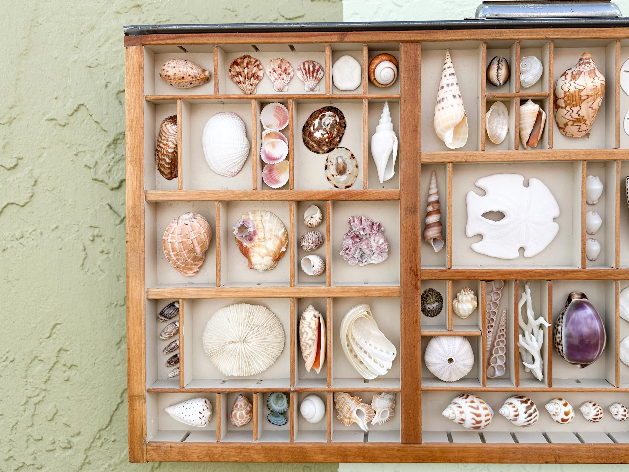 Painted Printers Tray Shell Display - Image 3