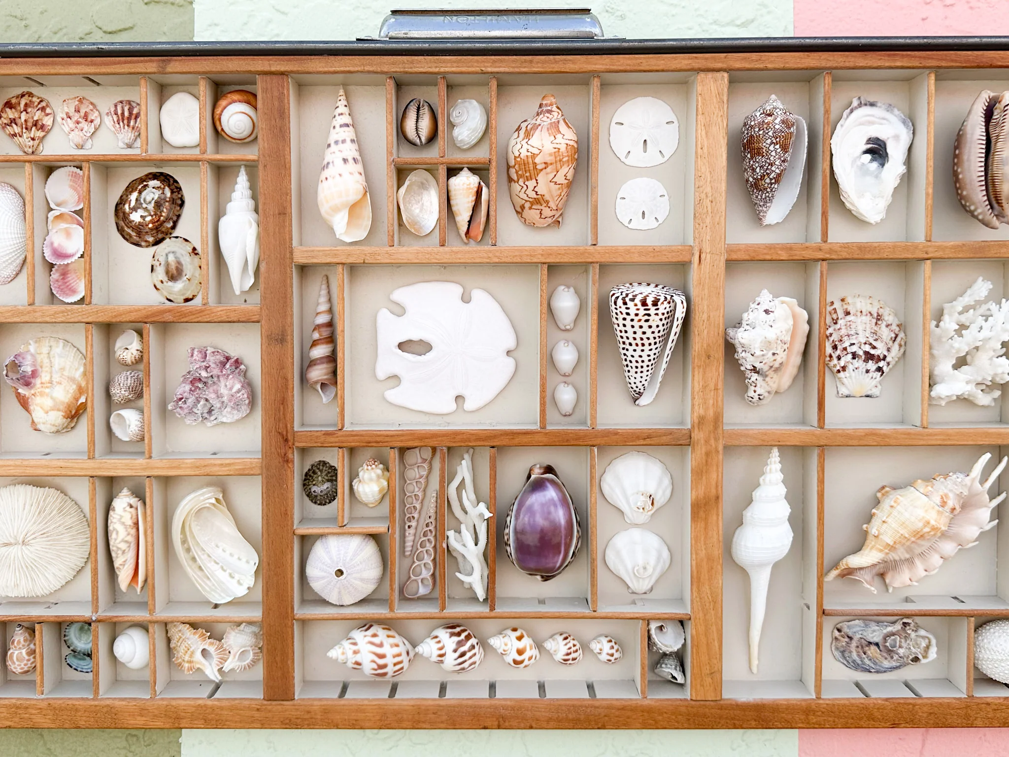 Painted Printers Tray Shell Display - Image 4