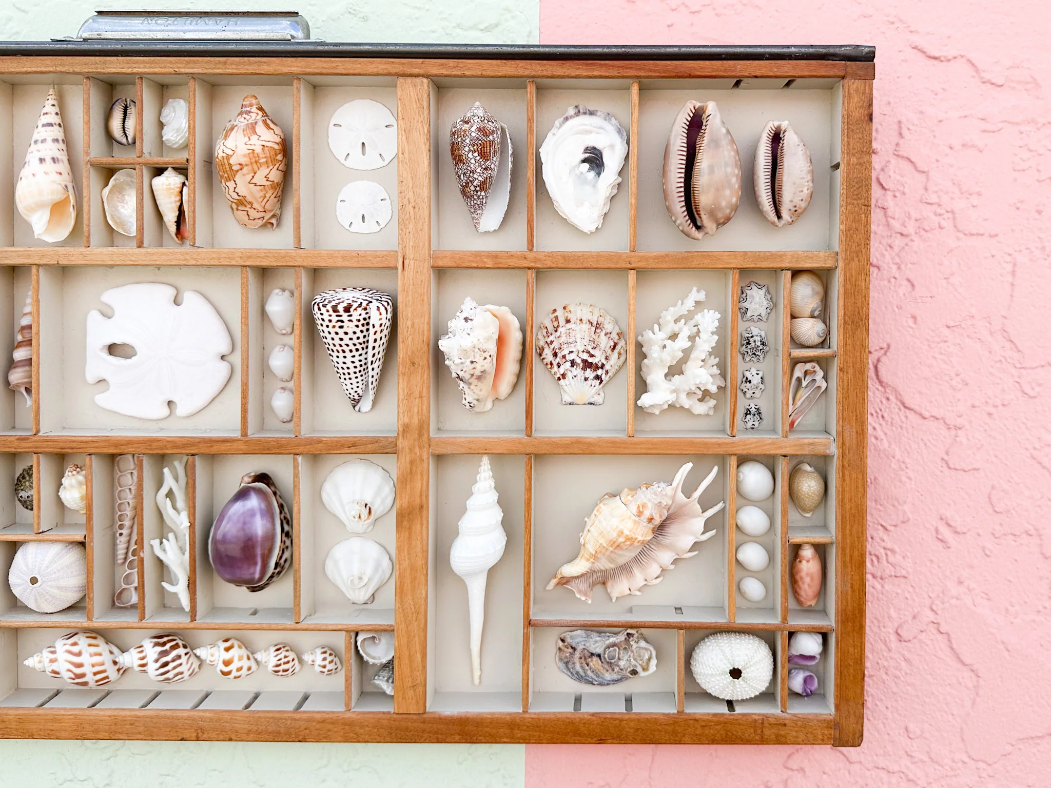 Painted Printers Tray Shell Display - Image 5