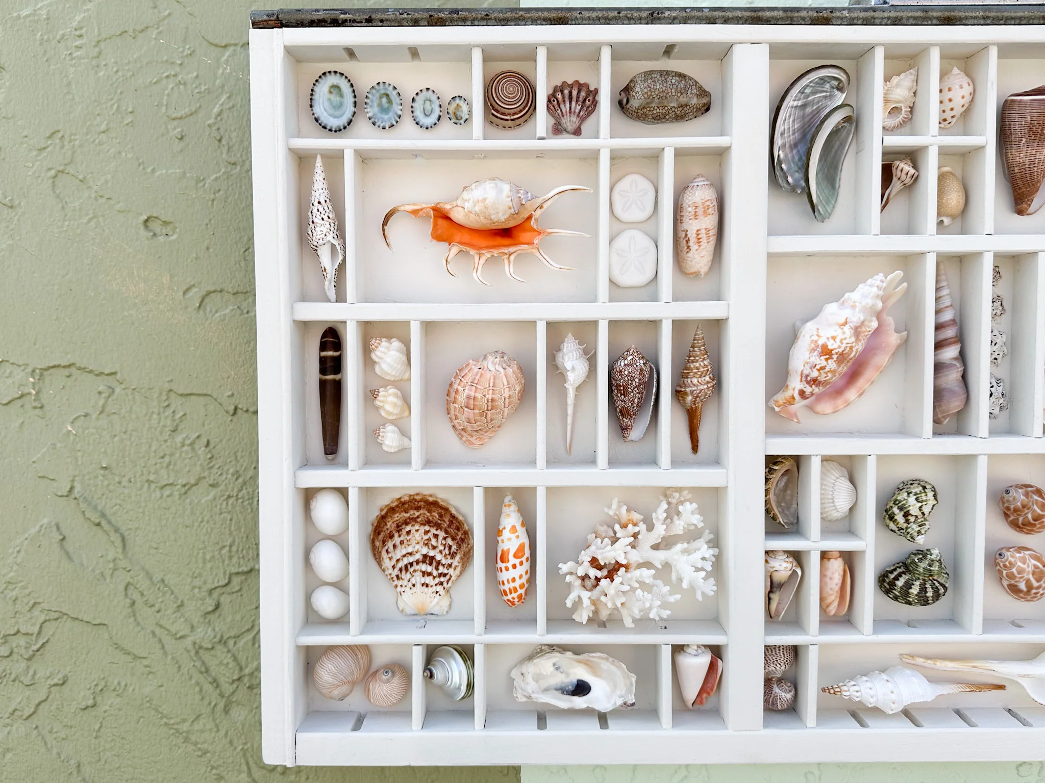 Painted Printers Tray Shell Display - Image 2