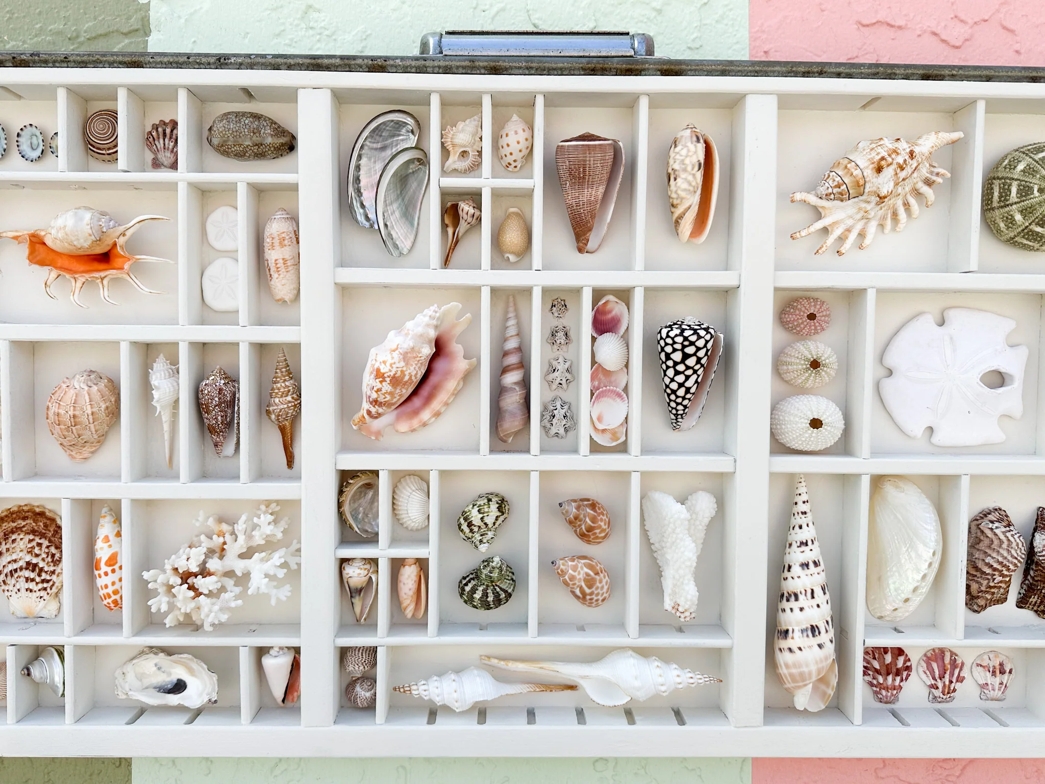 Painted Printers Tray Shell Display - Image 3