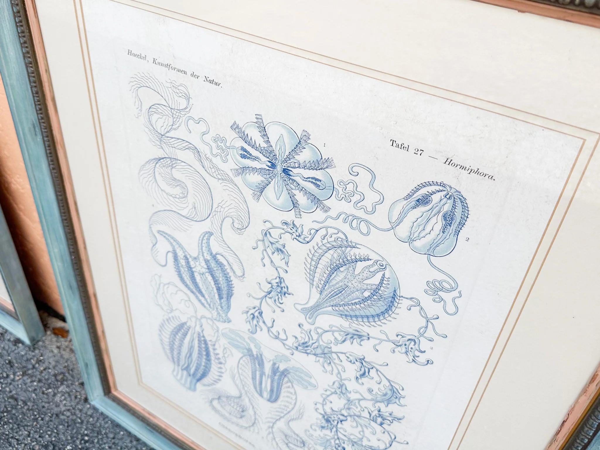 Pair of Jellyfish Prints - Image 4