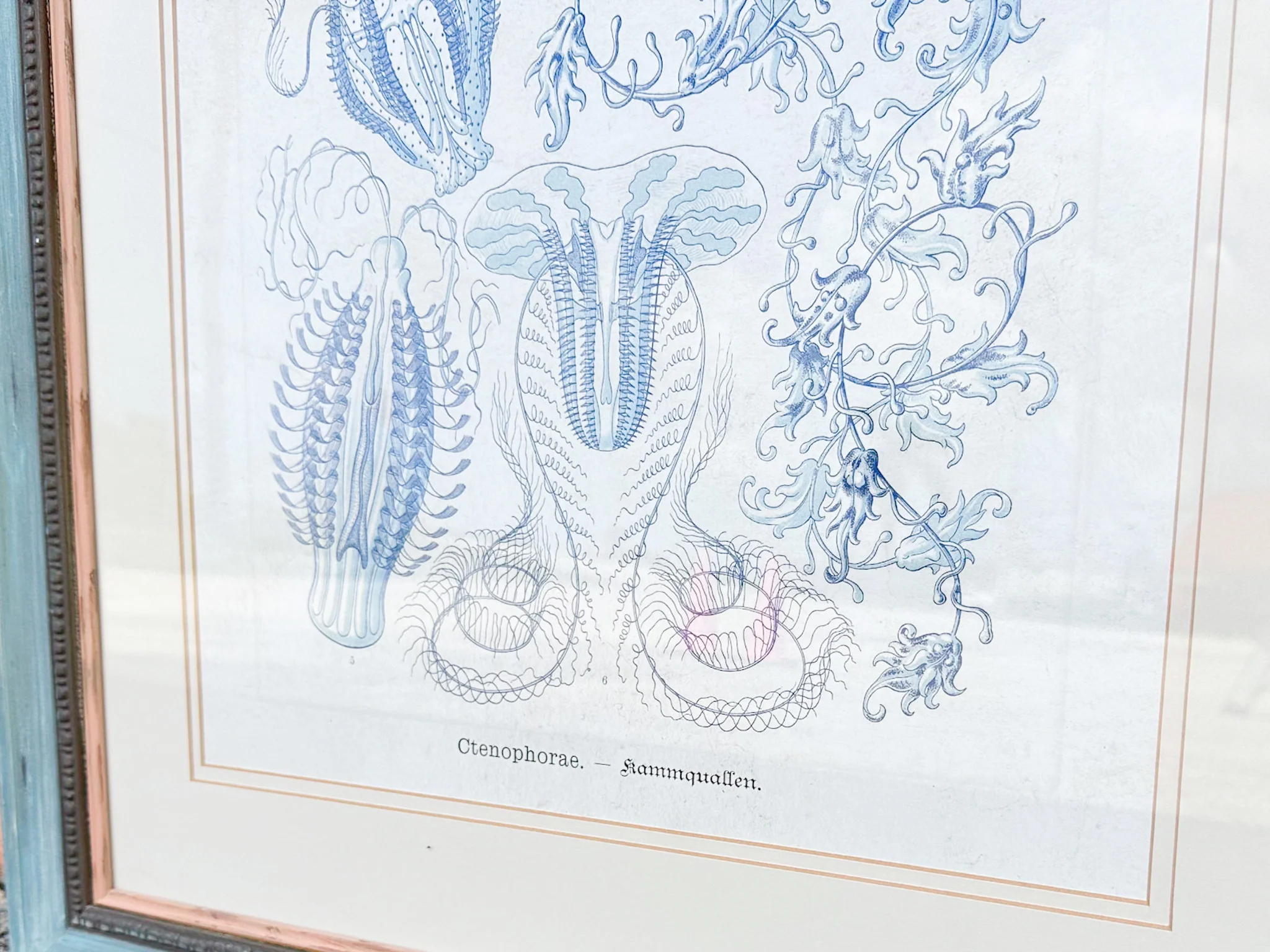 Pair of Jellyfish Prints - Image 6