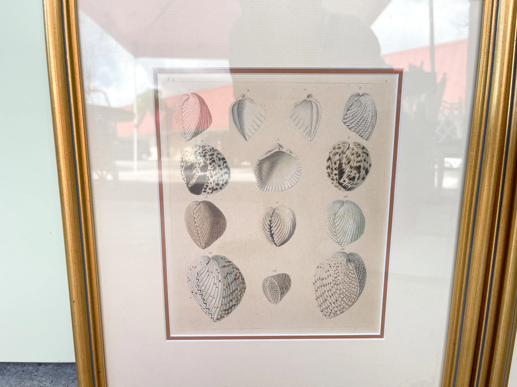 Pair of Seashell Prints - Image 4