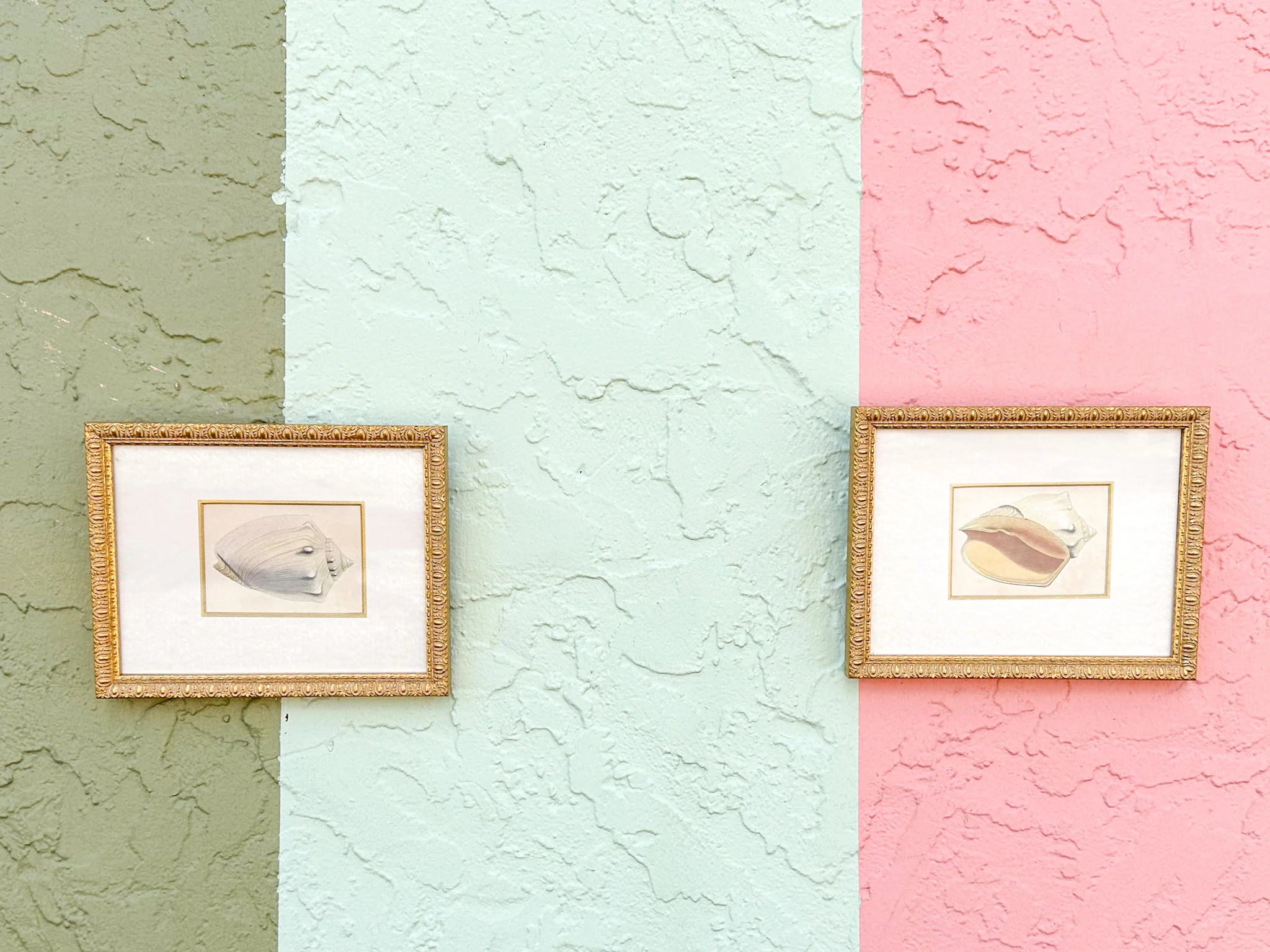 Pair of Sweet Shell Framed Prints - Image 2