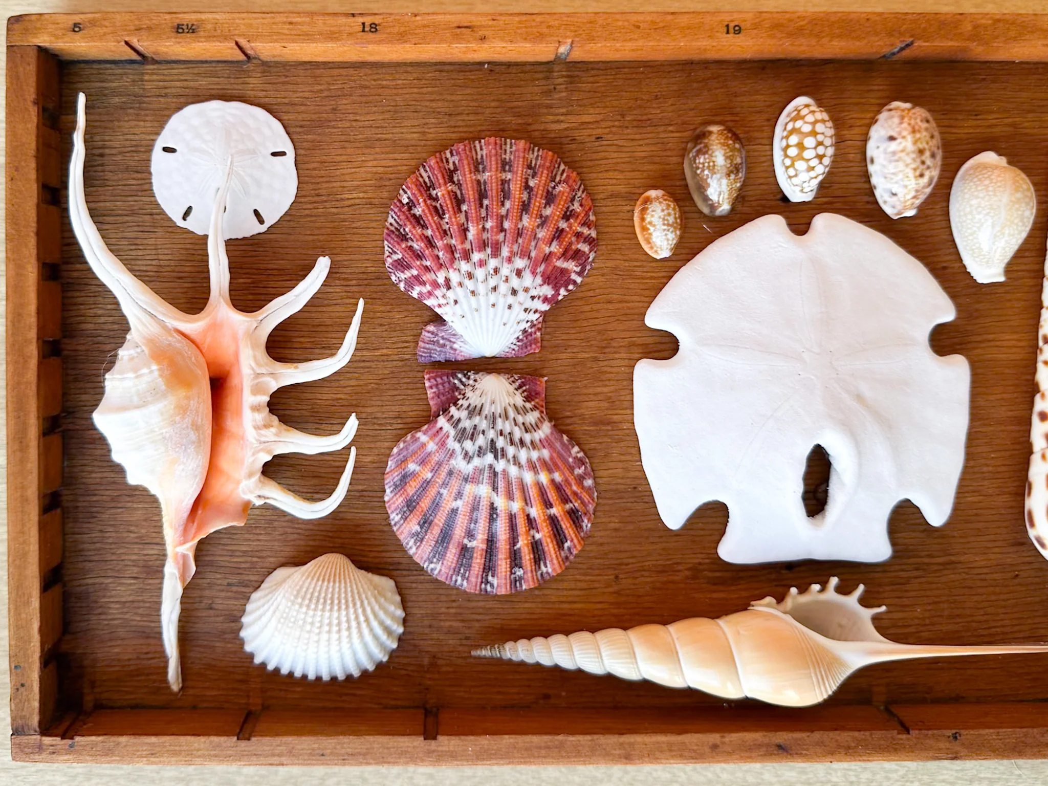 Petite Printers Tray Shell Display - Image 3