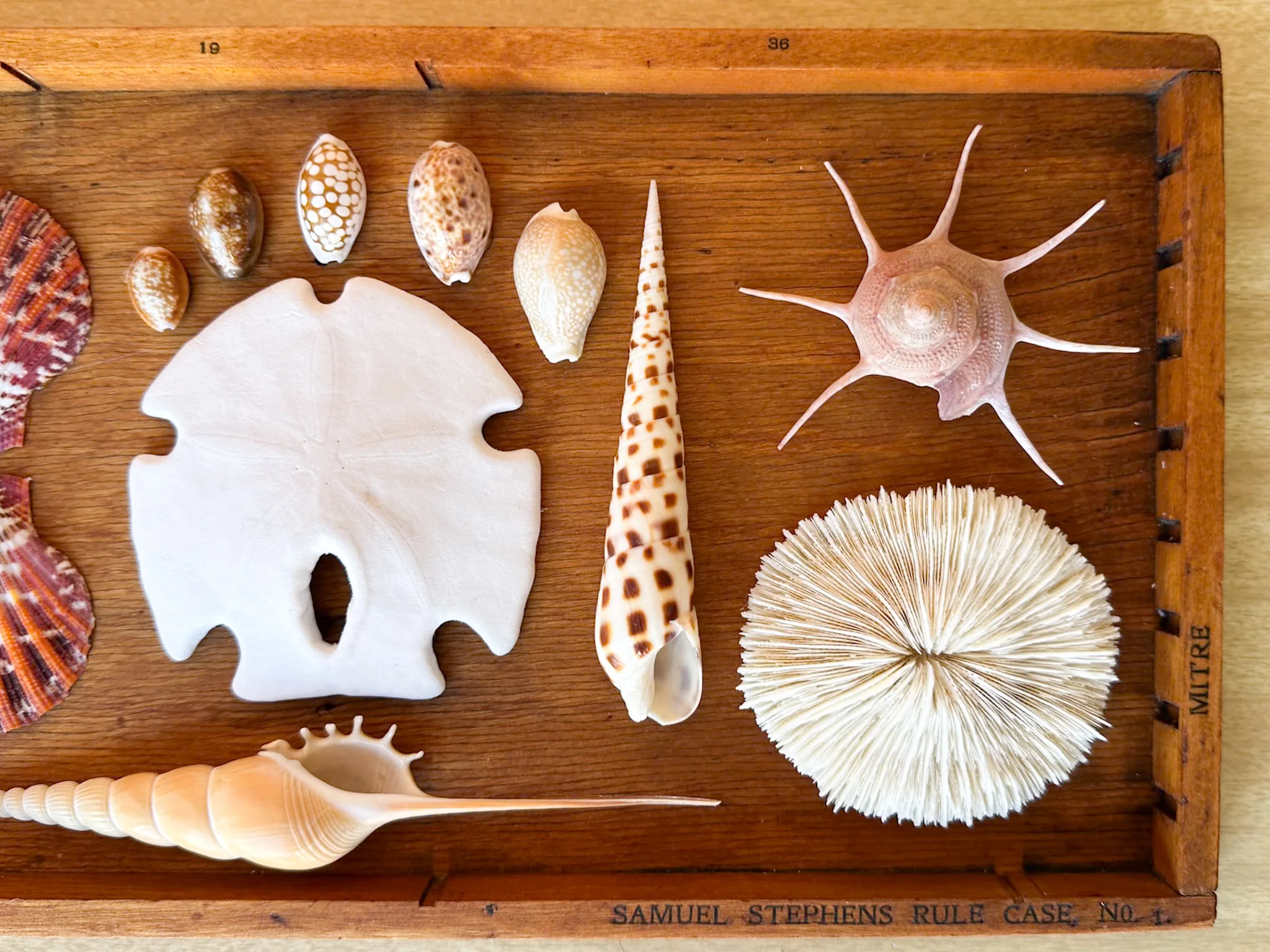 Petite Printers Tray Shell Display - Image 4