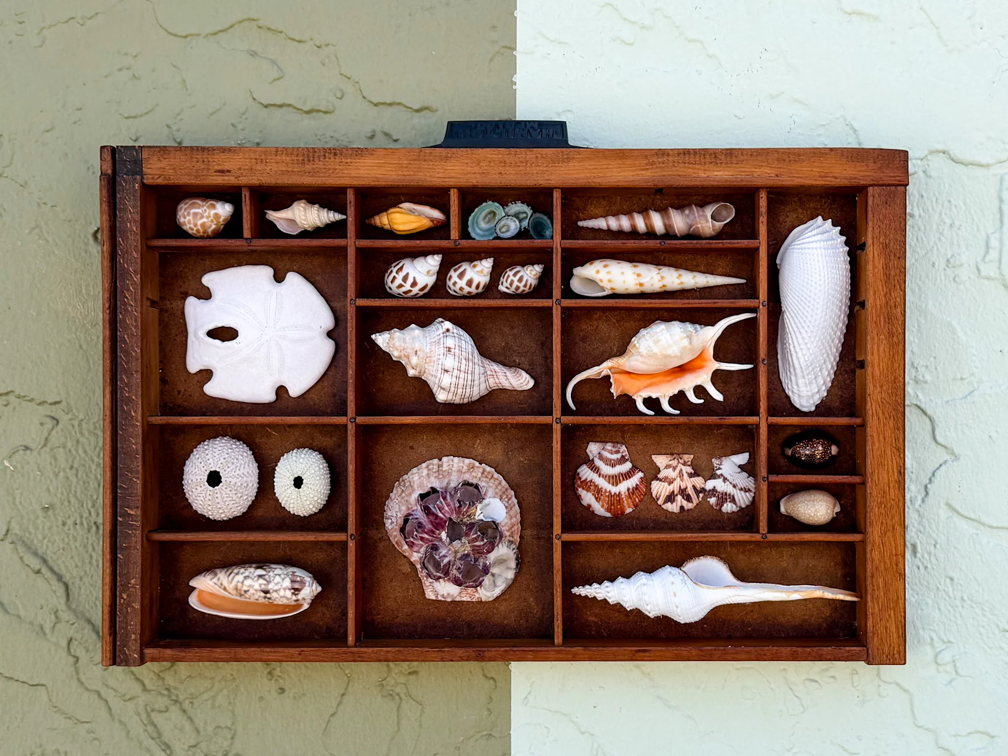 Petite Printers Tray Shell Display - Image 2