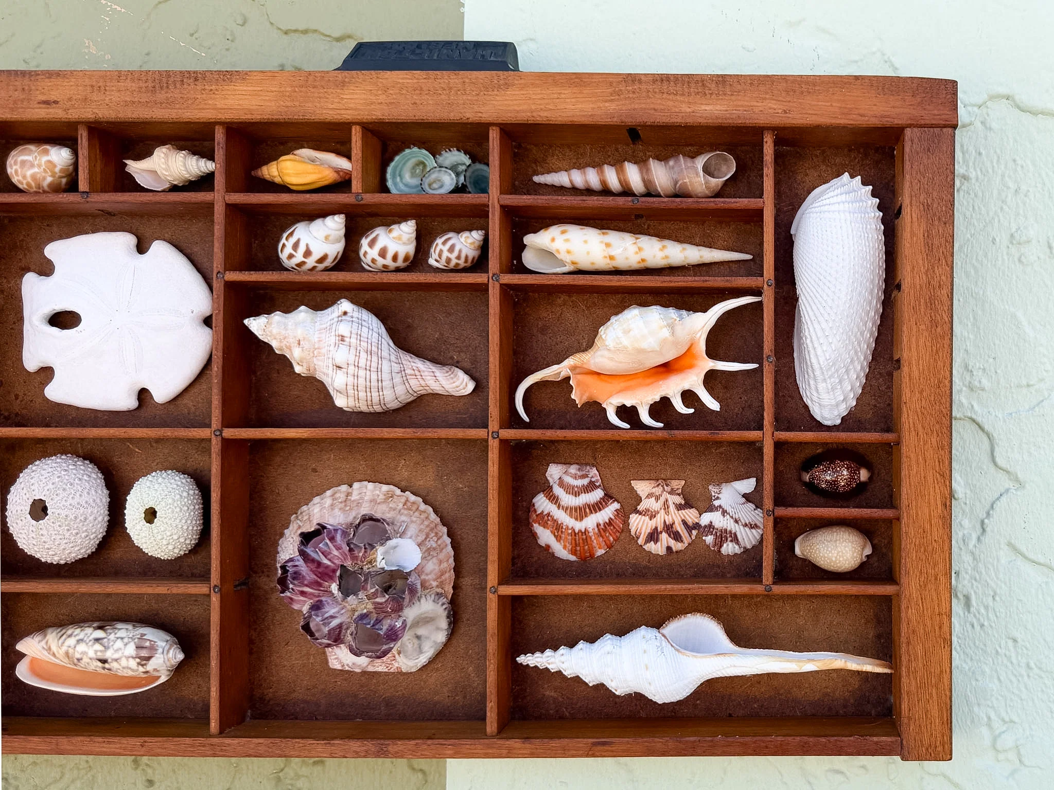 Petite Printers Tray Shell Display - Image 4