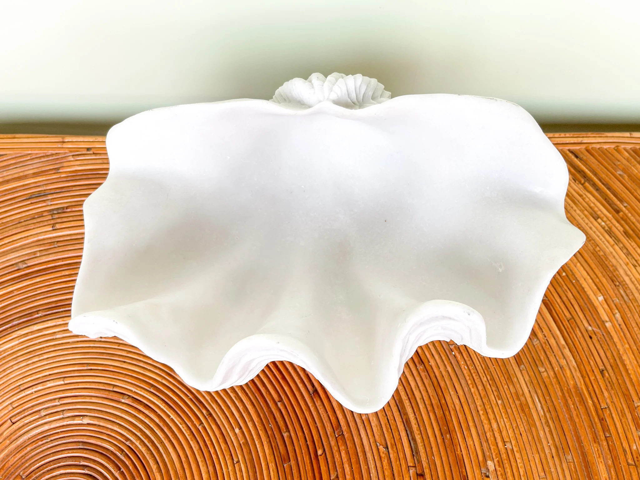 Plaster Shell - Image 3
