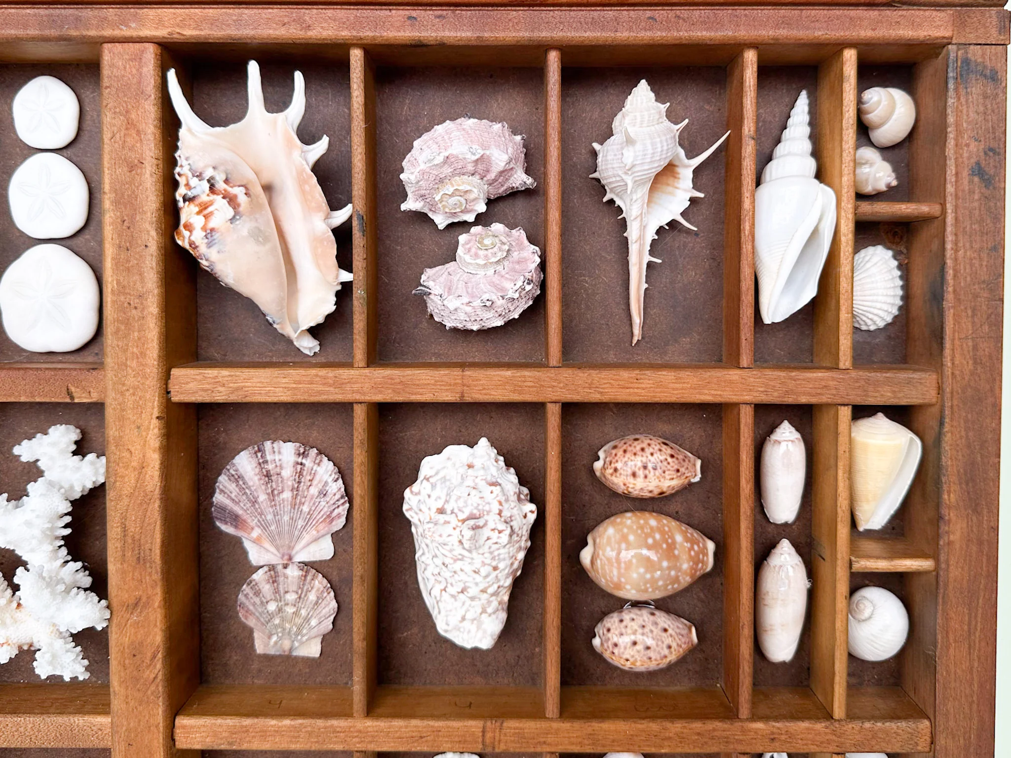 Printers Tray Shell Display - Image 6