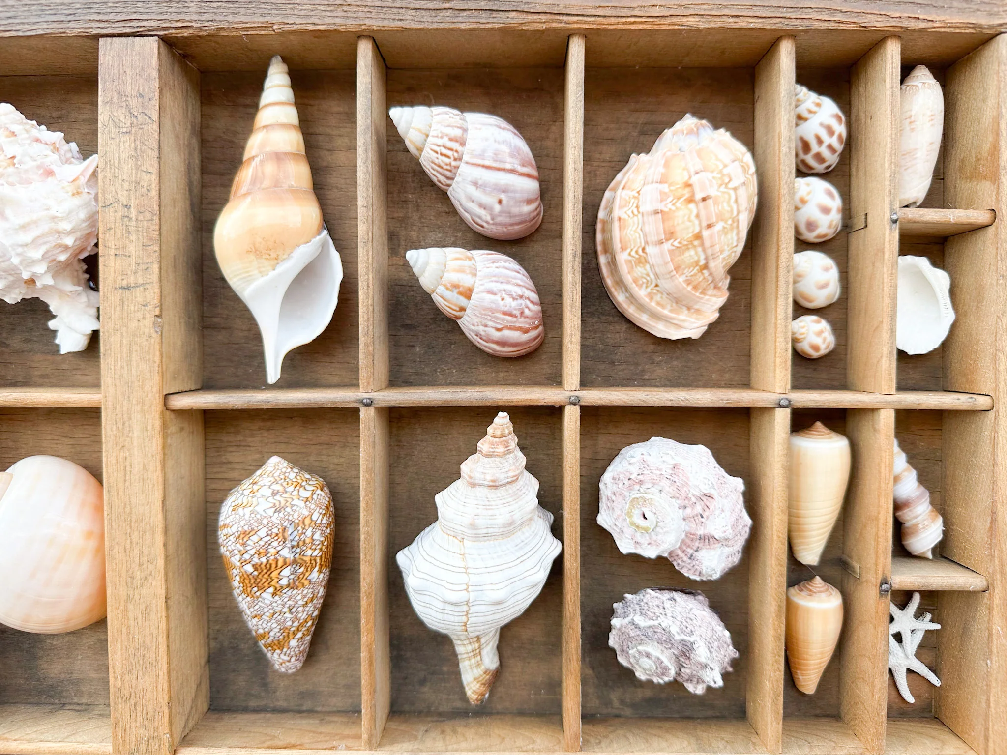 Printers Tray Shell Display - Image 7