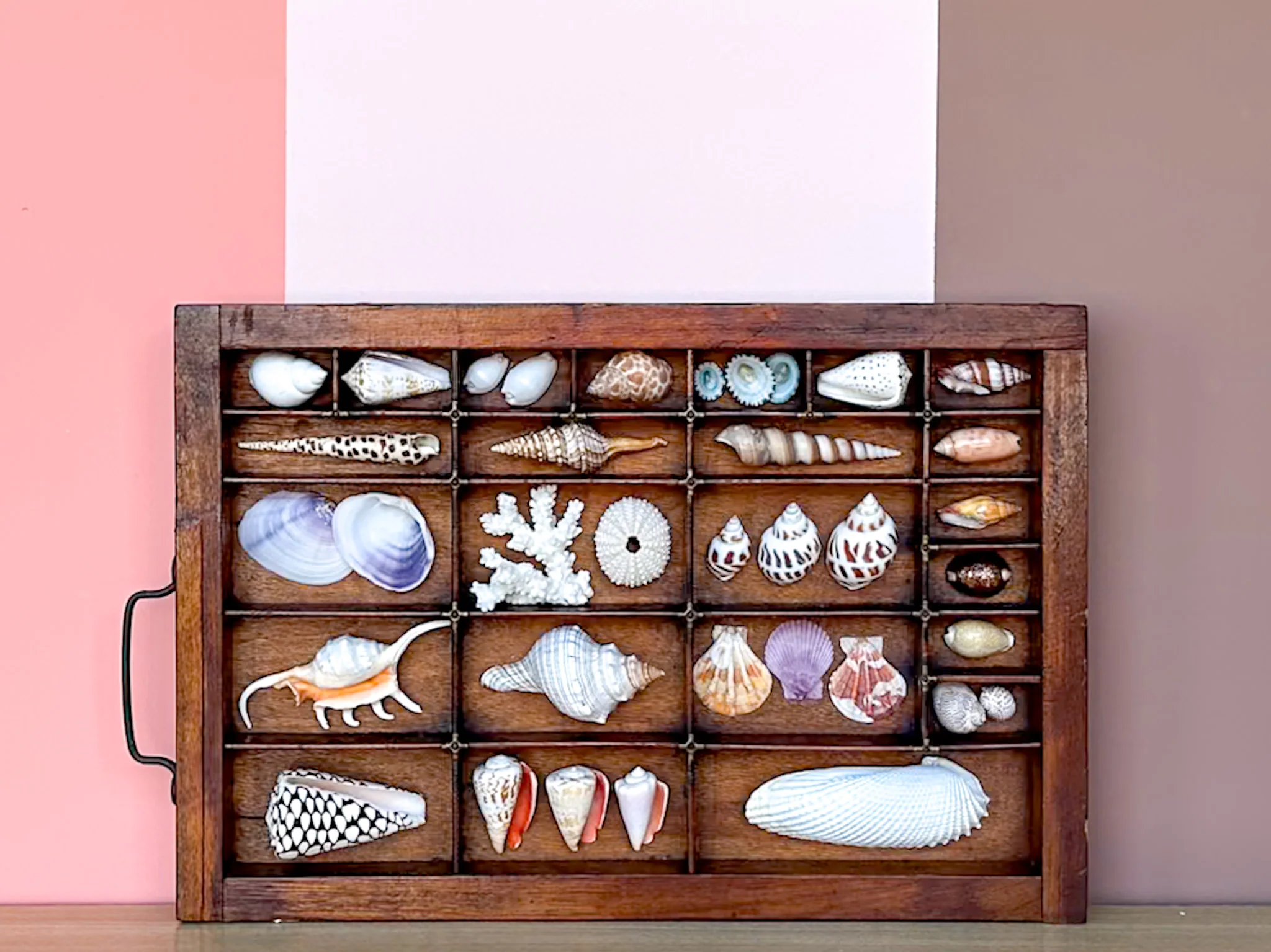 Printers Tray Shell Display