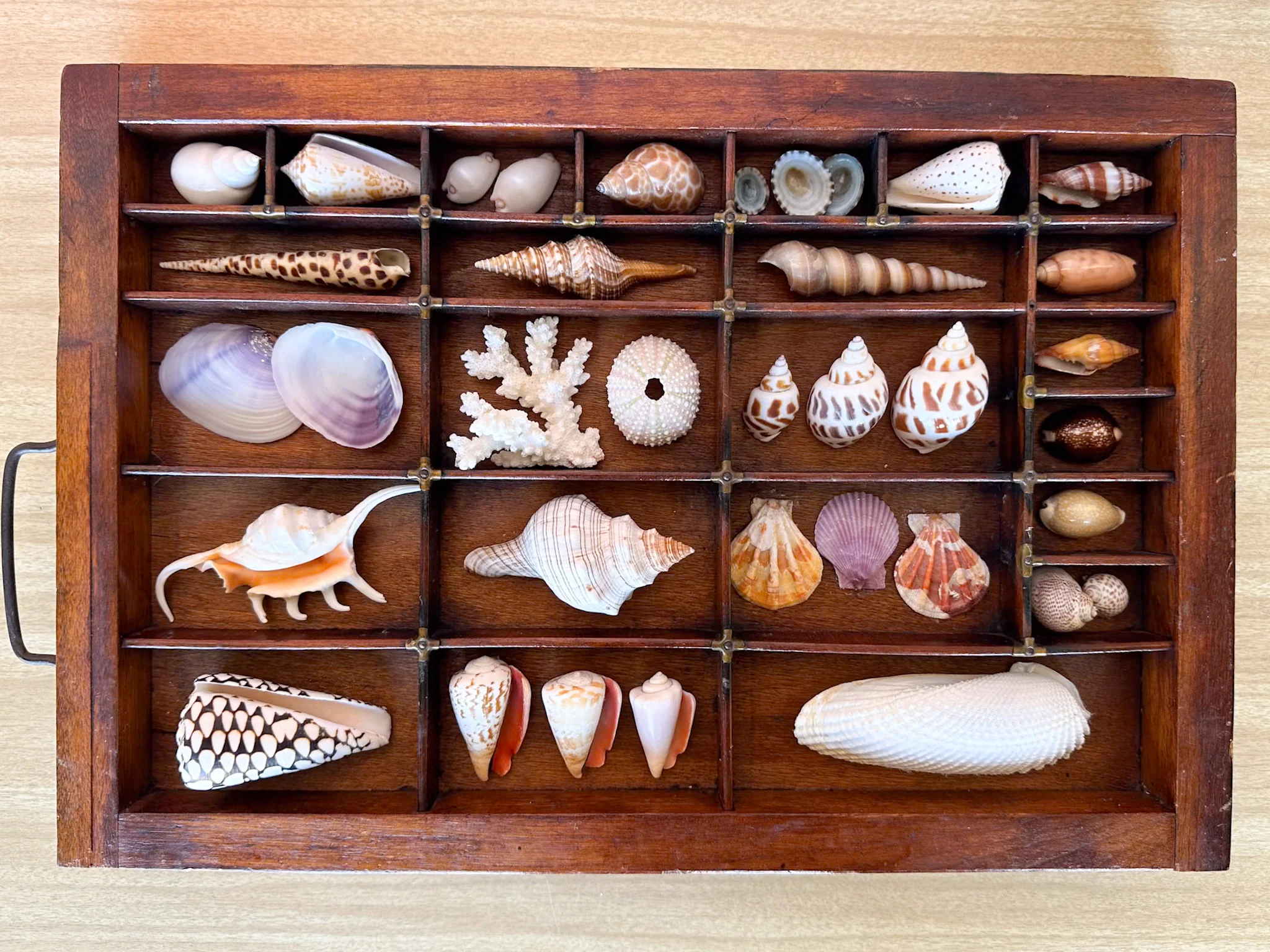 Printers Tray Shell Display - Image 4