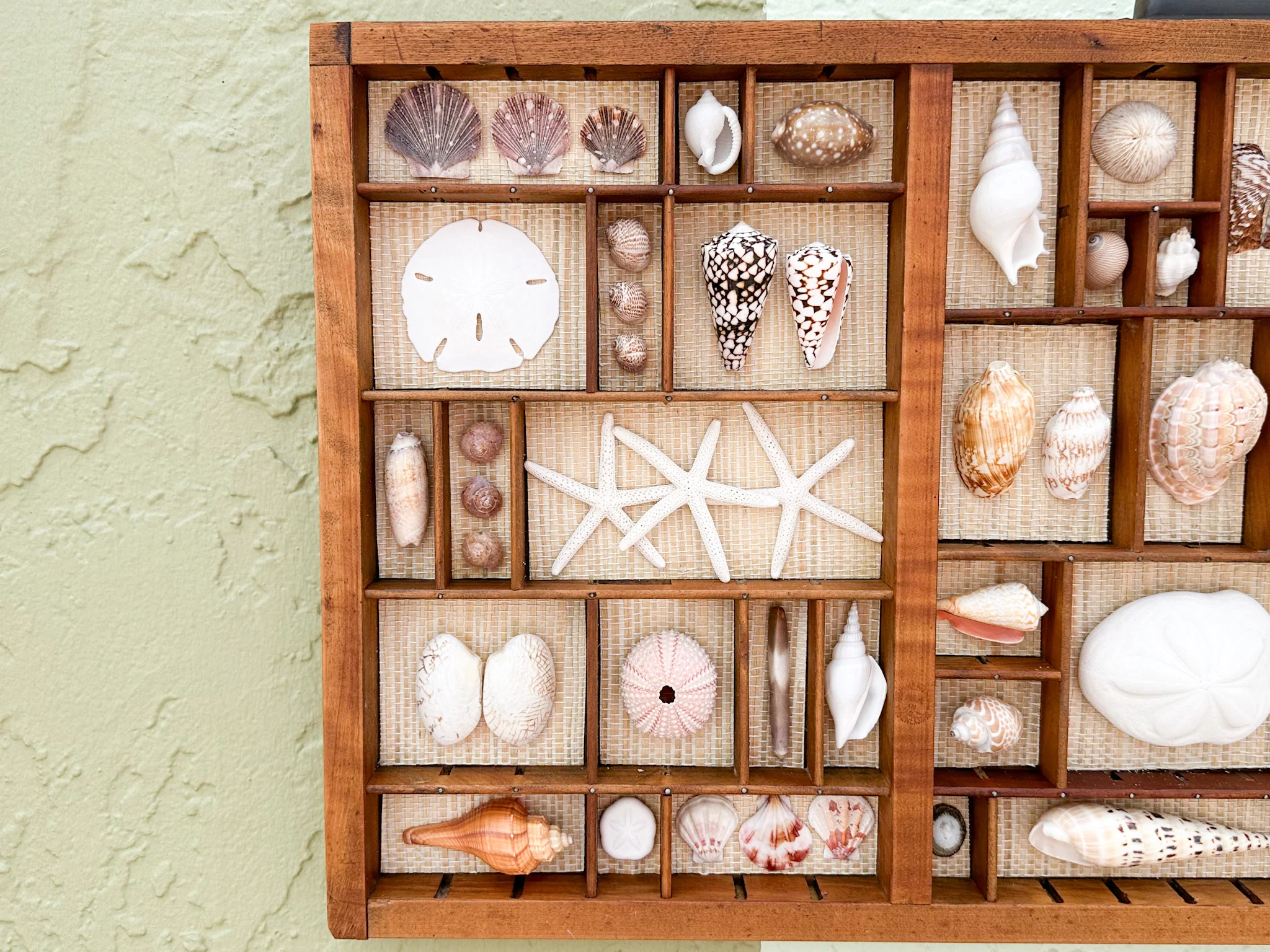 Seagrass Backed Printers Tray Shell Display - Image 3