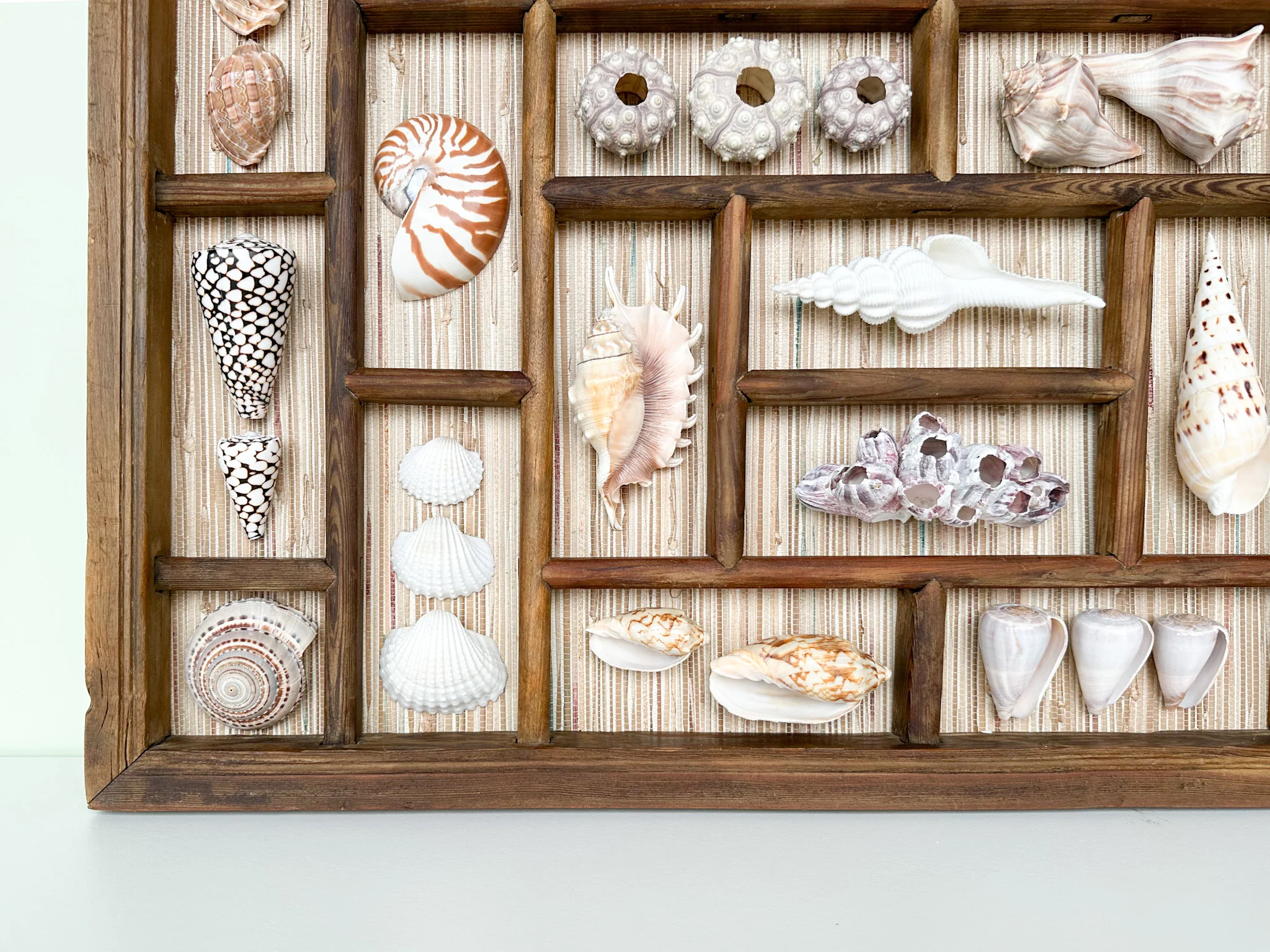 Seagrass Backed Printers Tray Shell Display - Image 7