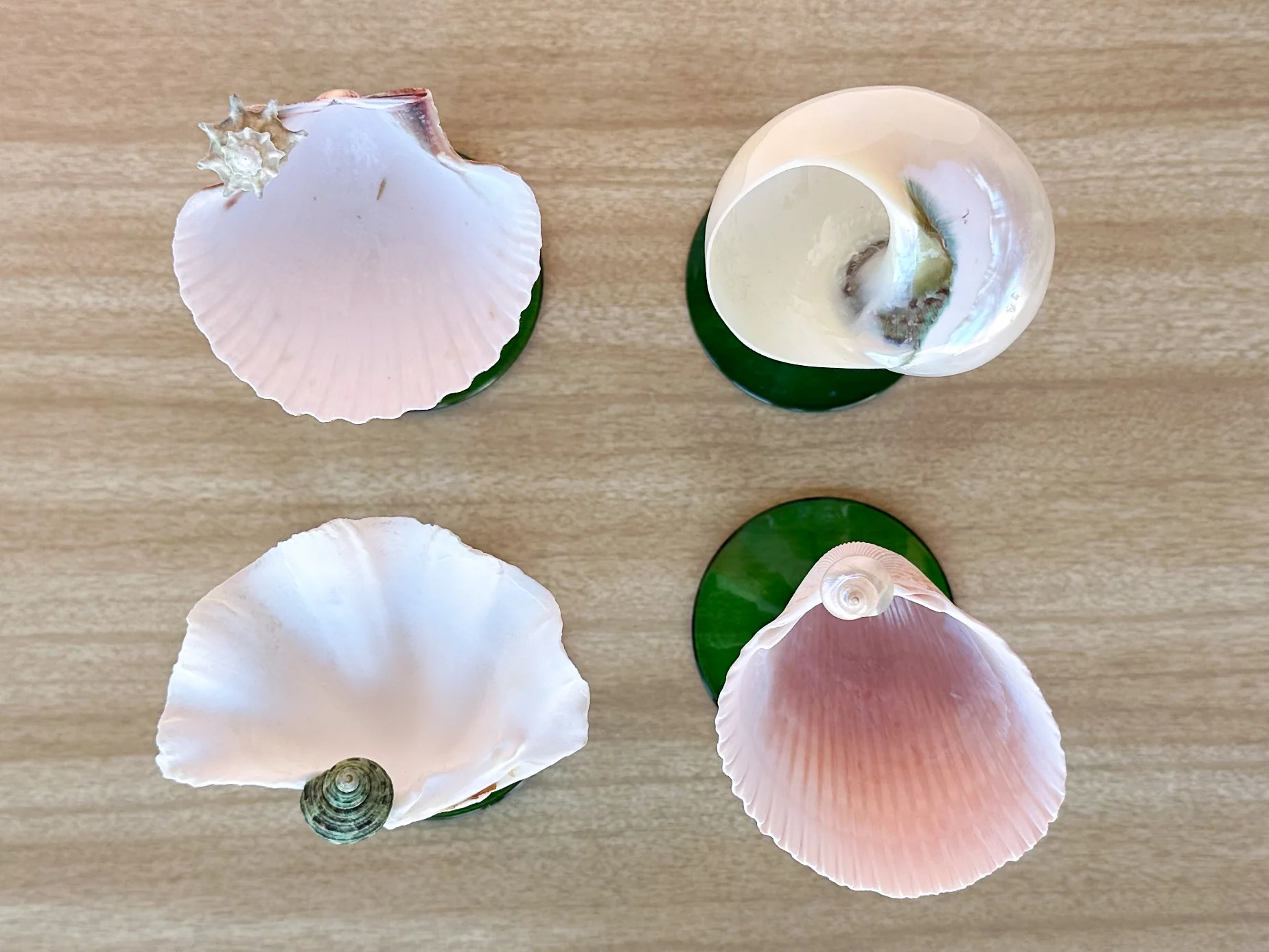 Set of Four Green Stem Shell Coupes - Image 7