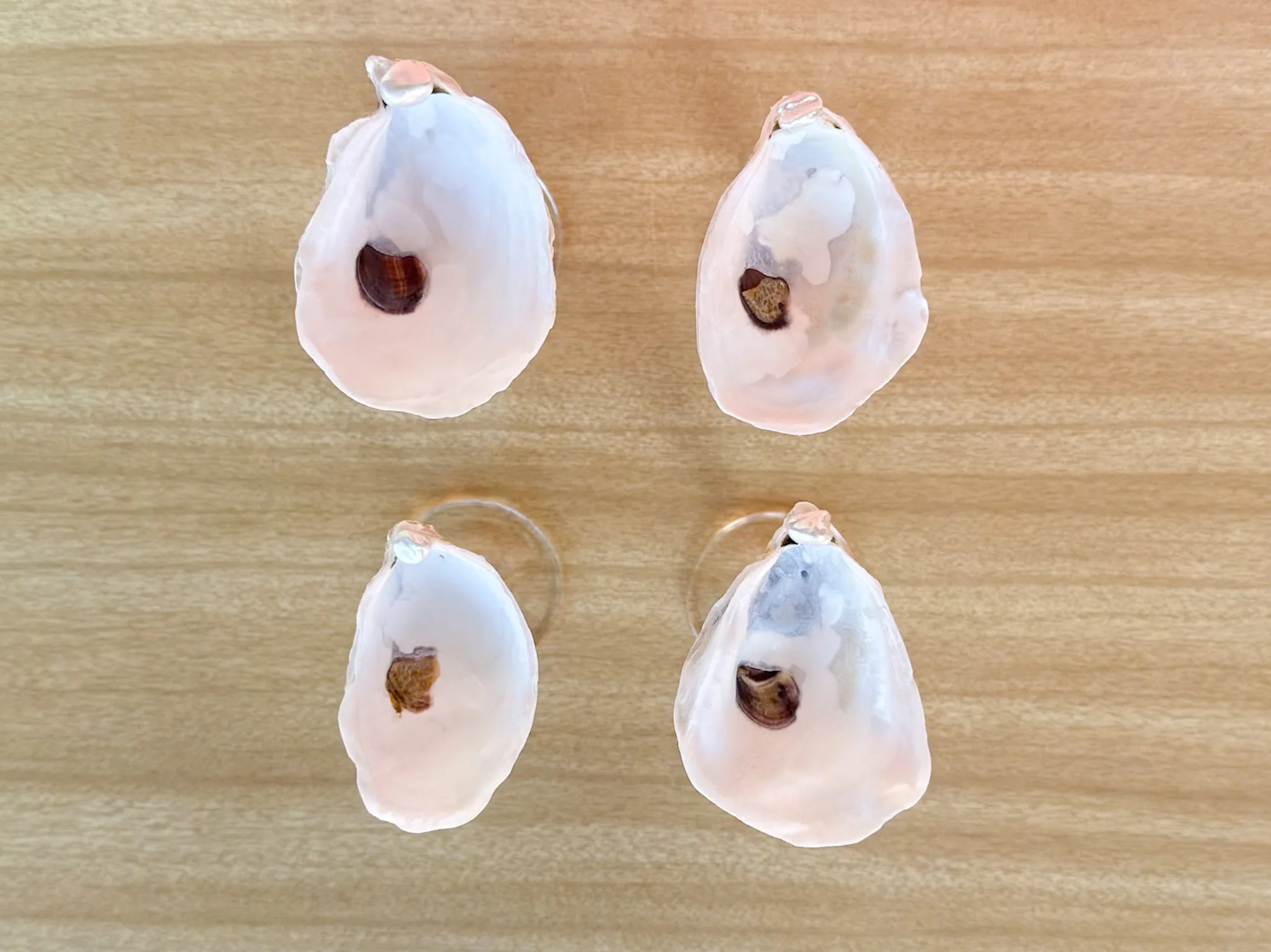 Set of Four Oyster Shell Shooters - Image 5