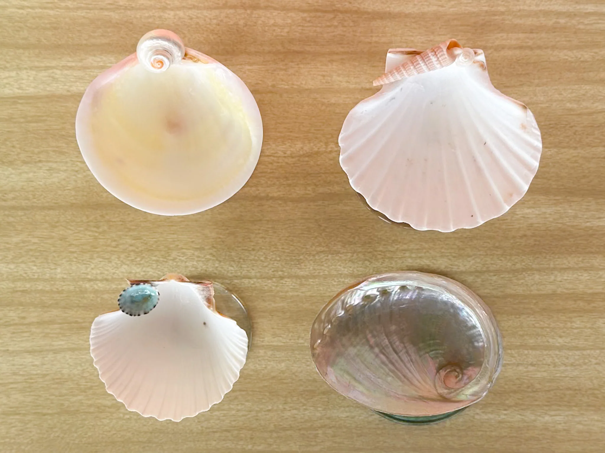 Set of Four Colorful Shell Coupes - Image 6