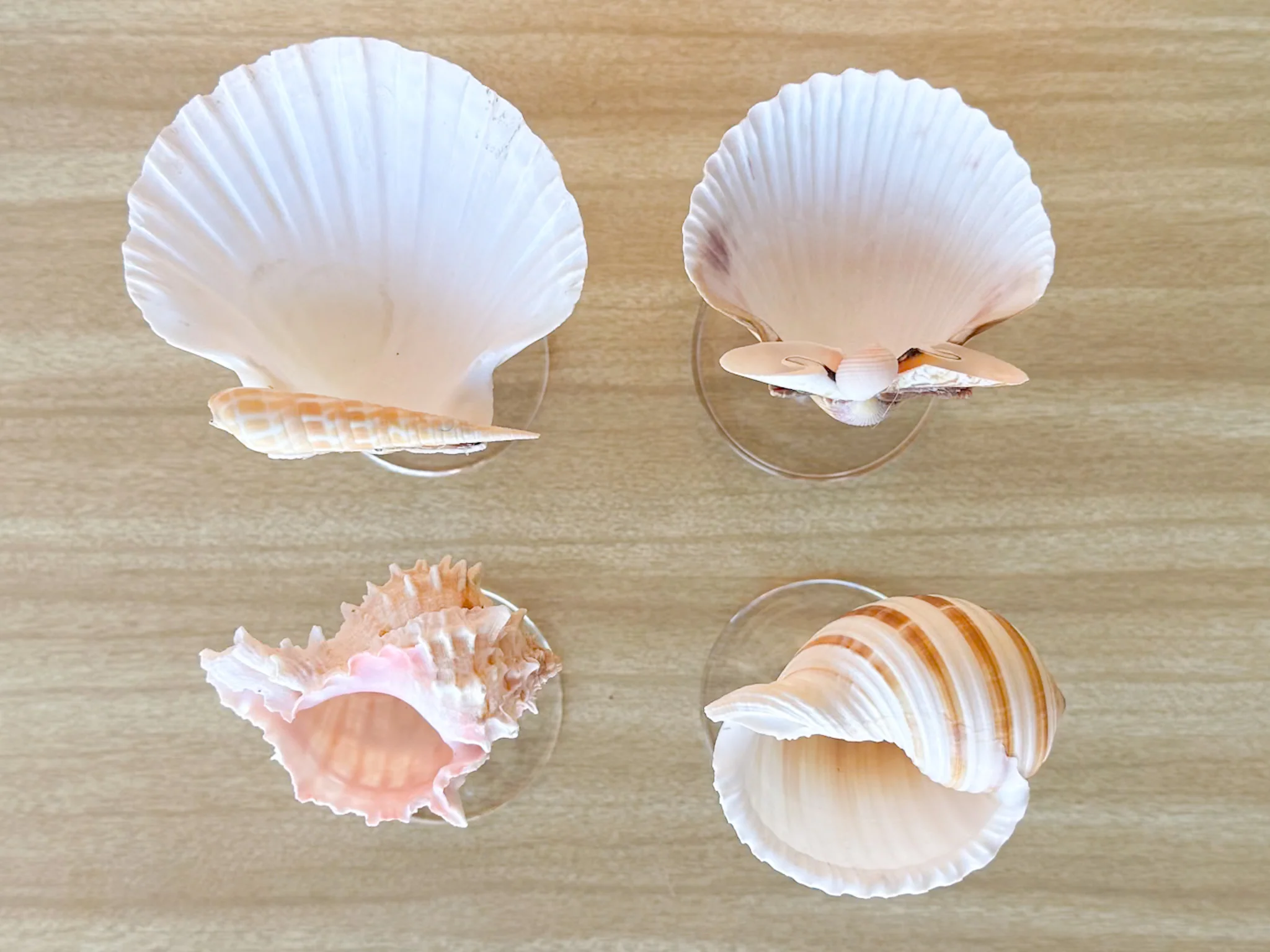 Set of Four Shell Coupes - Image 6