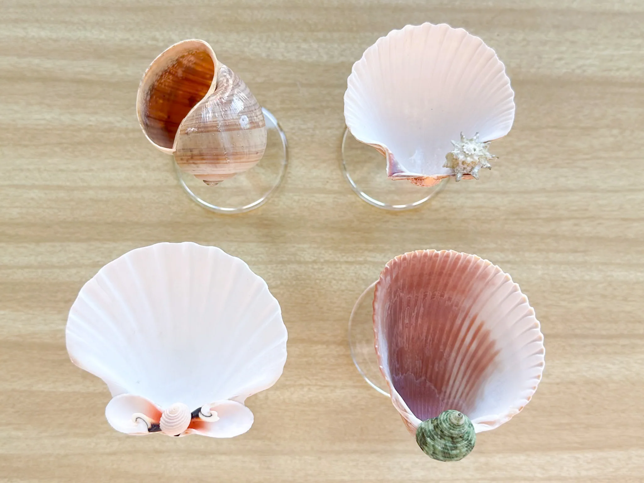 Set of Four Shell Coupes - Image 6