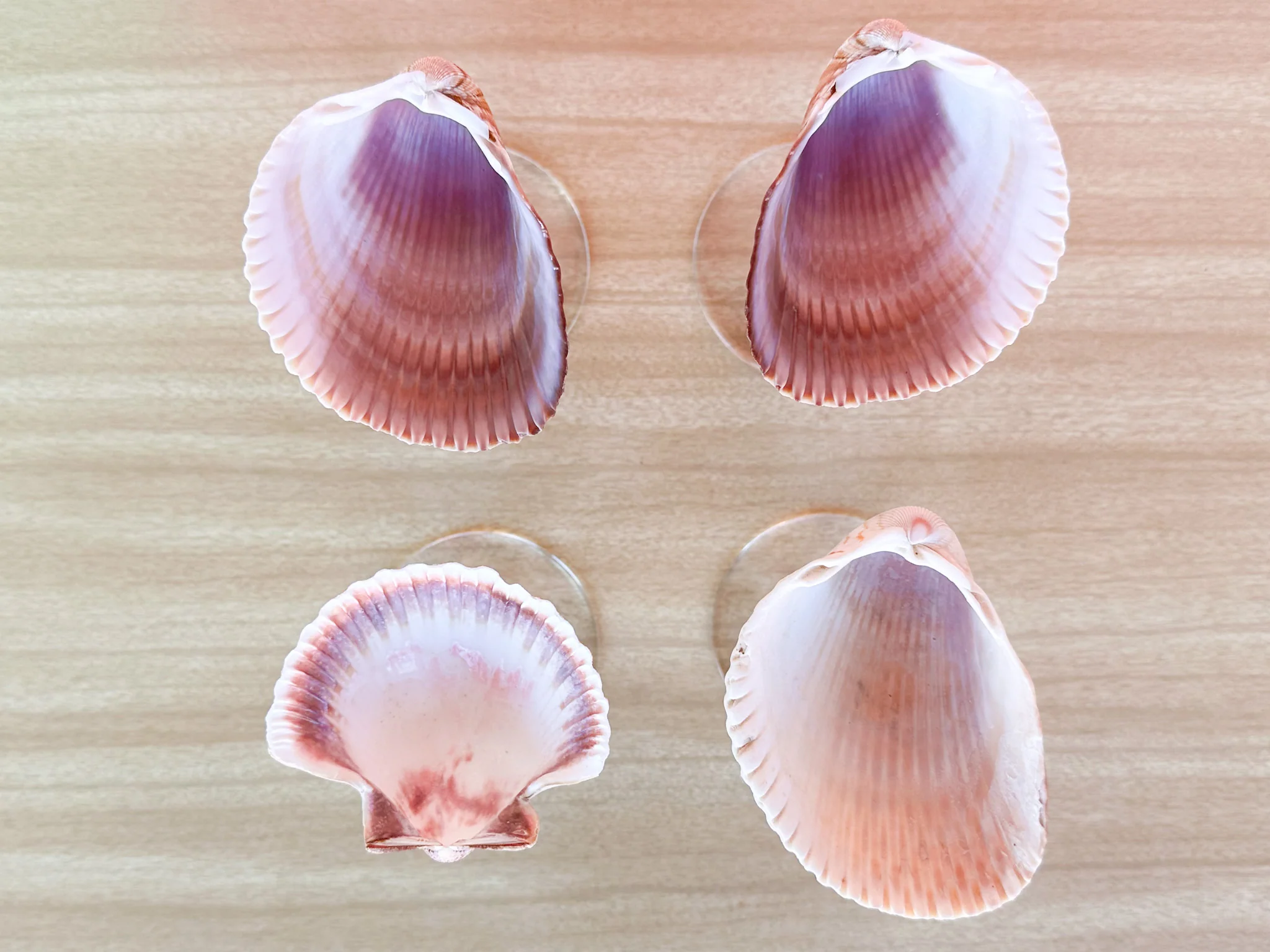 Set of Four Shell Coups - Image 3