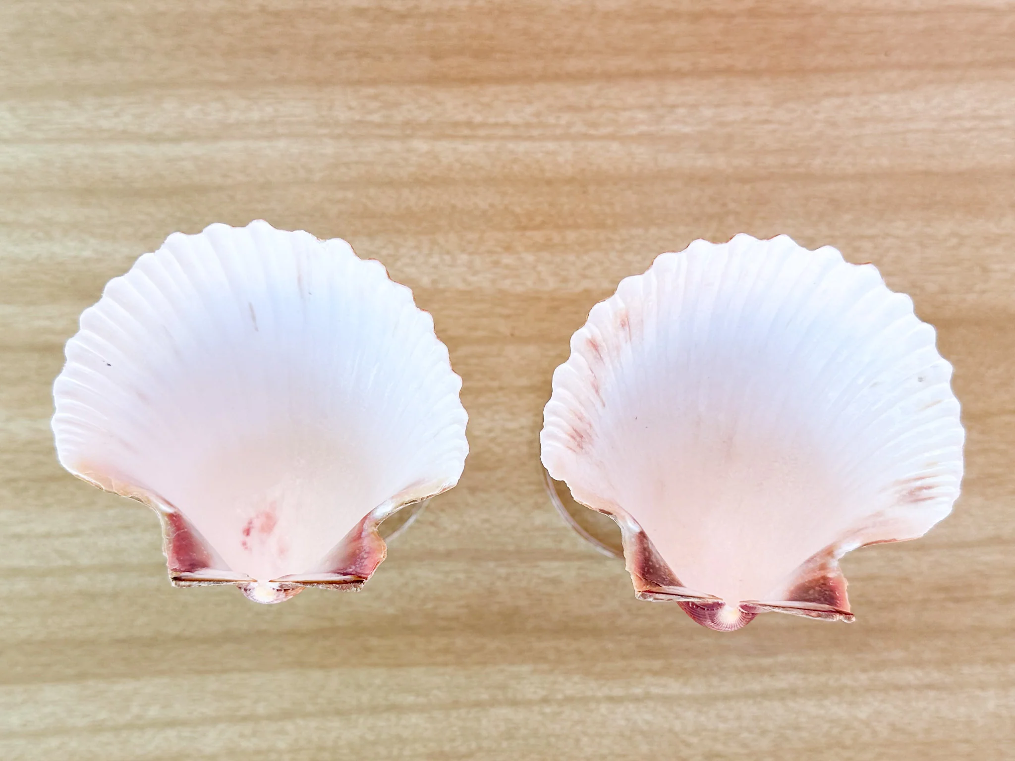Set of Four Shell Coups - Image 6