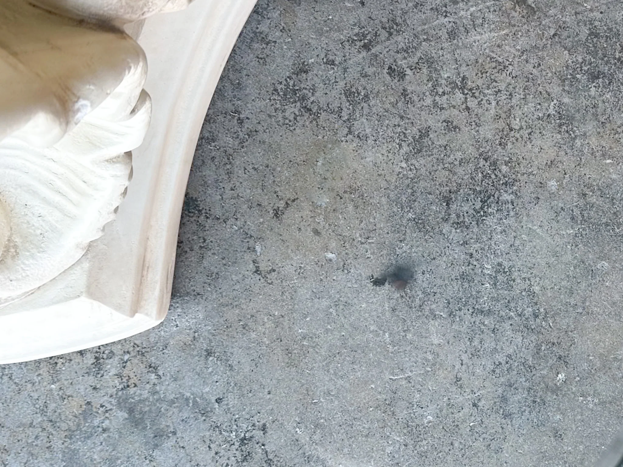 Shell Chic Plaster Coffee Table - Image 8